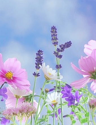 Frances A. Kohler Obituary