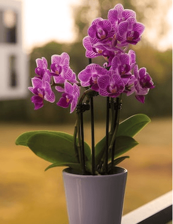 Doris E. Weiss Obituary
