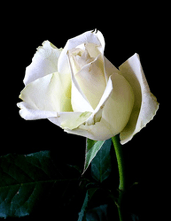 Janice L. Geresy Obituary