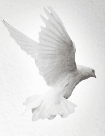 Lucille Colantuono Obituary