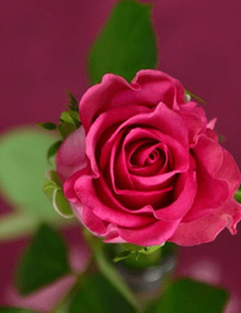 Marilyn G. Parete Obituary
