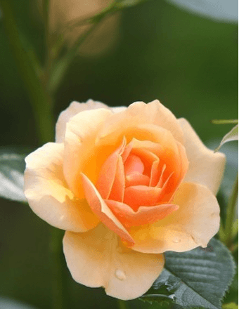 Jane P. Austin Obituary